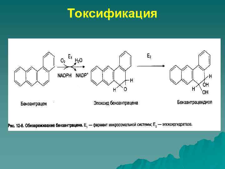 Схема редуктазной цепи окисления в микросомах