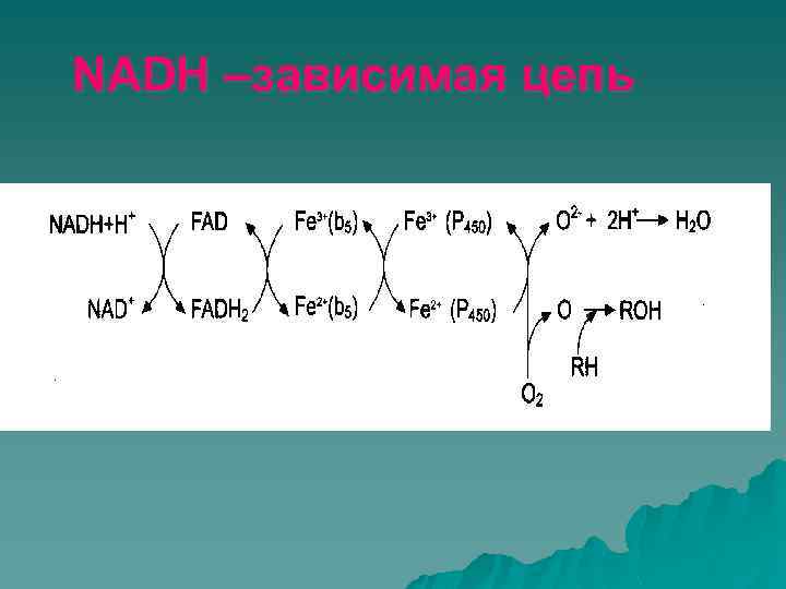 NADH –зависимая цепь 