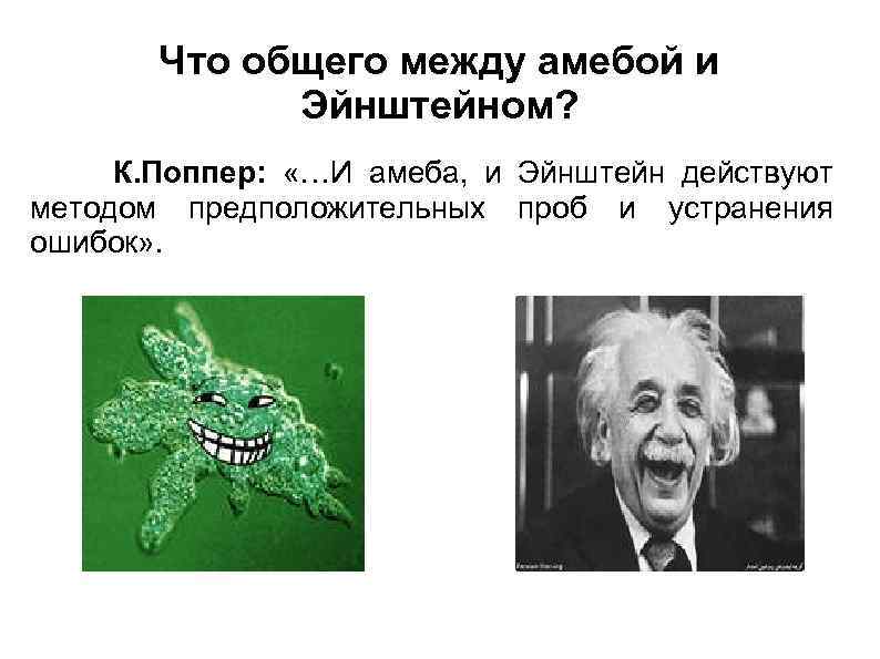 Что общего между амебой и Эйнштейном? К. Поппер: «…И амеба, и Эйнштейн действуют методом