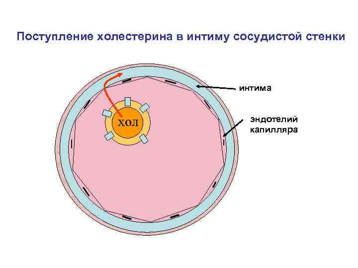 Поступление холестерина в интиму сосудистой стенки интима хол эндотелий капилляра 