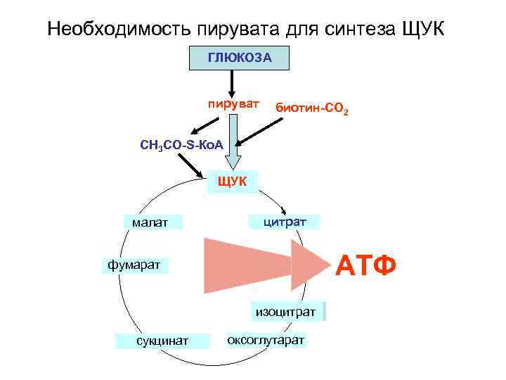 Необходимость пирувата для синтеза ЩУК ГЛЮКОЗА пируват биотин-СО 2 СН 3 СО-S-Ко. А ЩУК