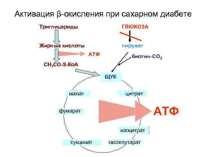 Активация β-окисления при сахарном диабете Триглицериды ГЛЮКОЗА Жирные кислоты пируват АТФ биотин-СО 2 СН