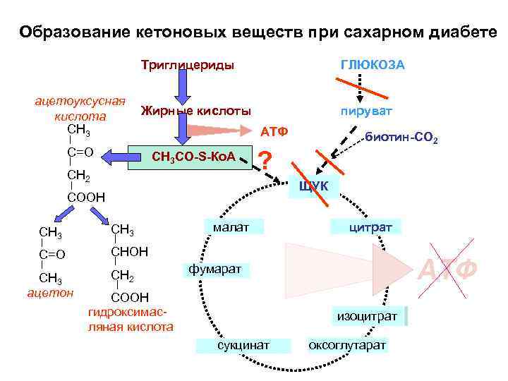 Образование кетоновых веществ при сахарном диабете Триглицериды ГЛЮКОЗА ацетоуксусная кислота Жирные кислоты пируват СН