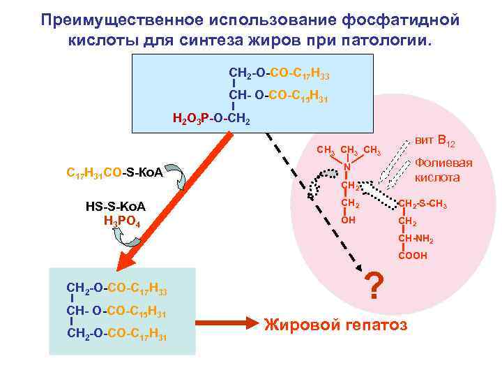 Преимущественное использование фосфатидной кислоты для синтеза жиров при патологии. СН 2 -О-СО-С 17 Н