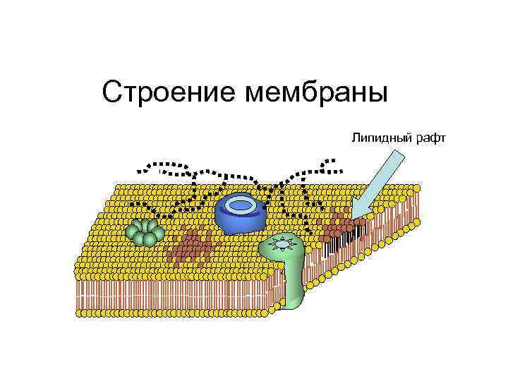 Строение мембраны Липидный рафт 