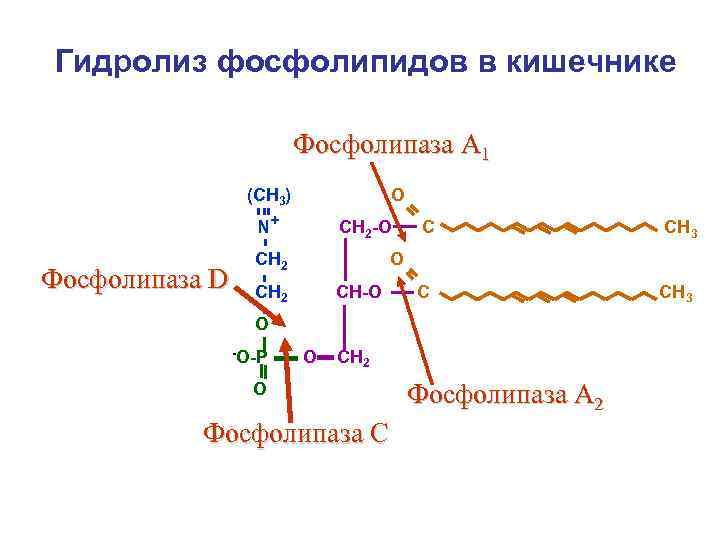 Гидролиз фосфолипидов в кишечнике Фосфолипаза А 1 (CН 3) О N+ СН 2 -О