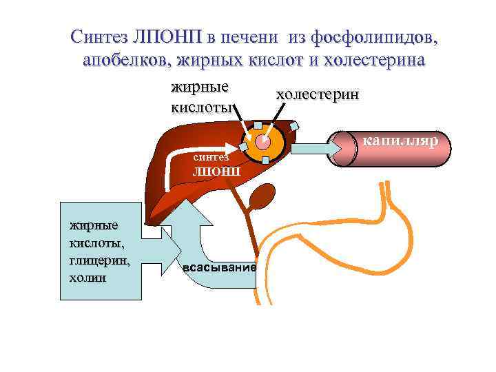 Синтез ЛПОНП в печени из фосфолипидов, апобелков, жирных кислот и холестерина жирные холестерин кислоты