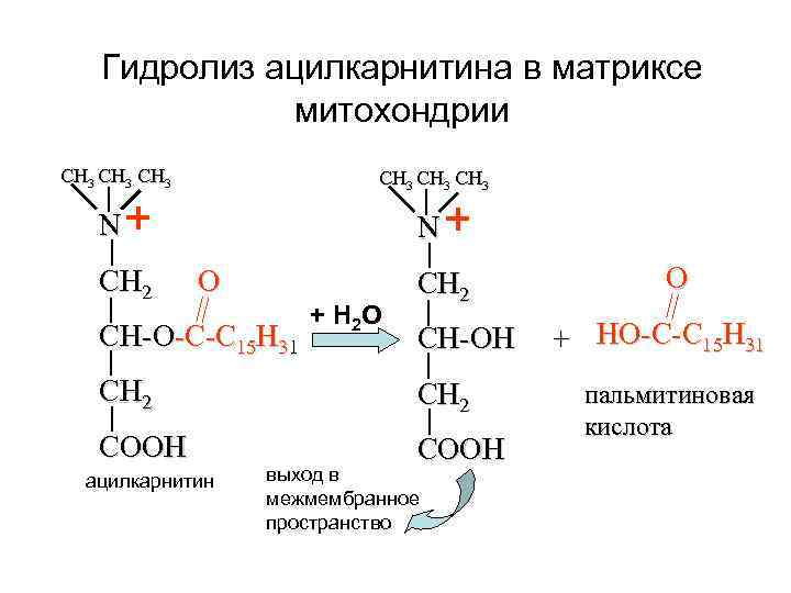  Гидролиз ацилкарнитина в матриксе митохондрии СН 3 СН 3 N+ N+ СН 2