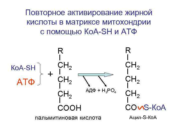  Повторное активирование жирной кислоты в матриксе митохондрии с помощью Ко. А-SH и АТФ