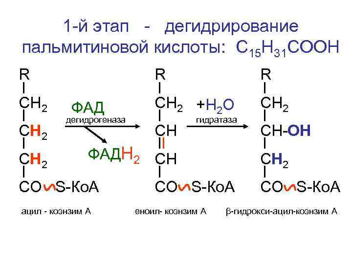  1 -й этап - дегидрирование пальмитиновой кислоты: С 15 Н 31 СООН R