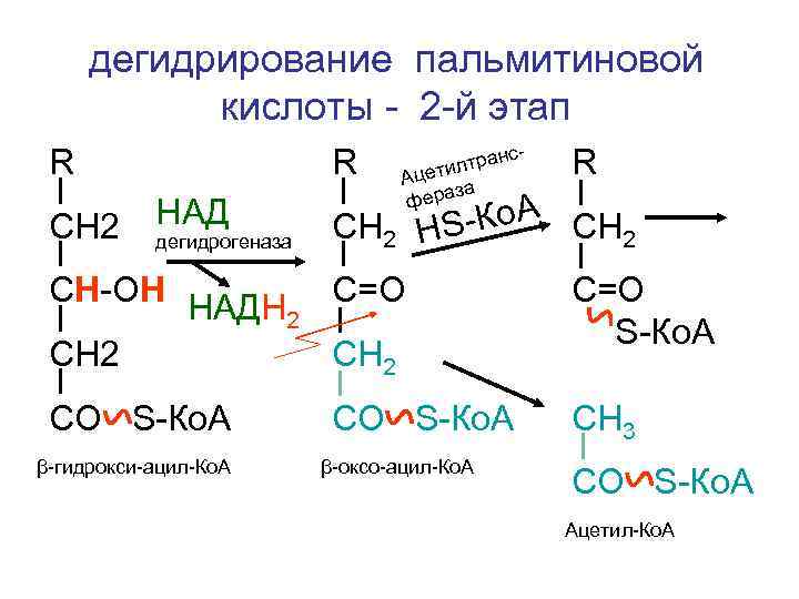 дегидрирование пальмитиновой кислоты - 2 -й этап с- R R Ацет и лтран