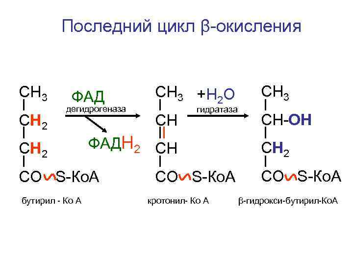  Последний цикл β-окисления CН 3 ФАД CН 3 +Н 2 О CН 3