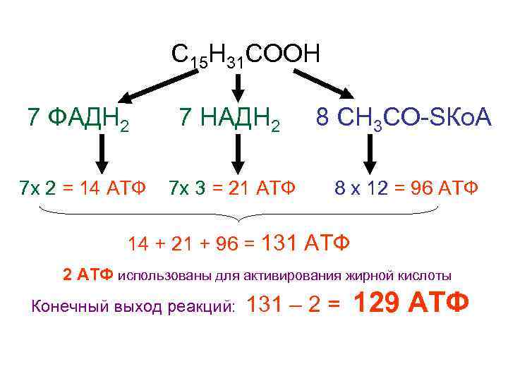  С 15 Н 31 СООН 7 ФАДН 2 7 НАДН 2 8 СН