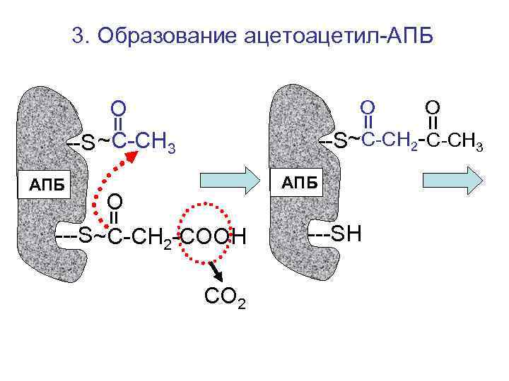  3. Образование ацетоацетил-АПБ О О --S ~С-СН 3 --S~С-СН 2 - С-СН 3