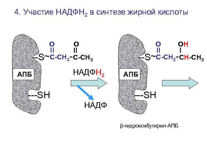 4. Участие НАДФН 2 в синтезе жирной кислоты О О О ОН --S~С-СН 2