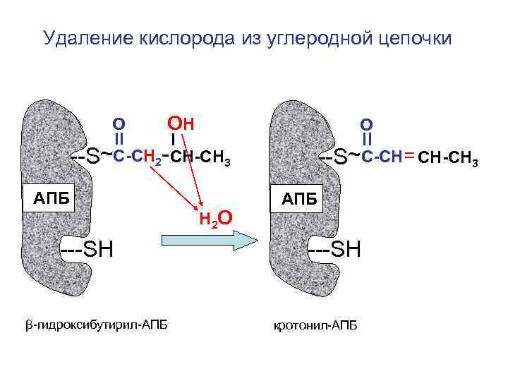  Удаление кислорода из углеродной цепочки О ОН О --S~С-СН 2 -СН-СН 3 --S~С-СН=