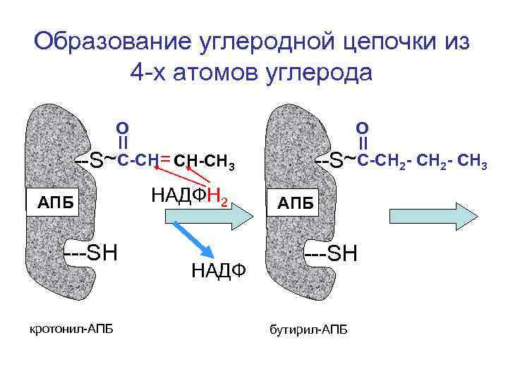 Образование углеродной цепочки из 4 -х атомов углерода О --S~С-СН= СН-СН 3 --S~С-СН 2