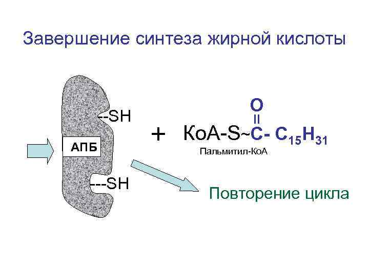 Завершение синтеза жирной кислоты О --SН АПБ + Ко. А-S~С- С 15 Н 31