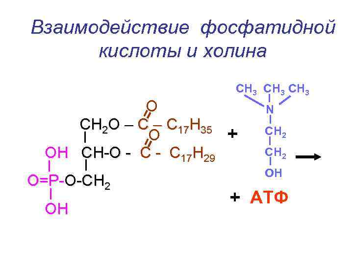 Взаимодействие фосфатидной кислоты и холина СН 3 О N СН 2 О – С