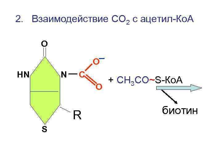 2. Взаимодействие СО 2 с ацетил-Ко. А О НN N С + СН 3