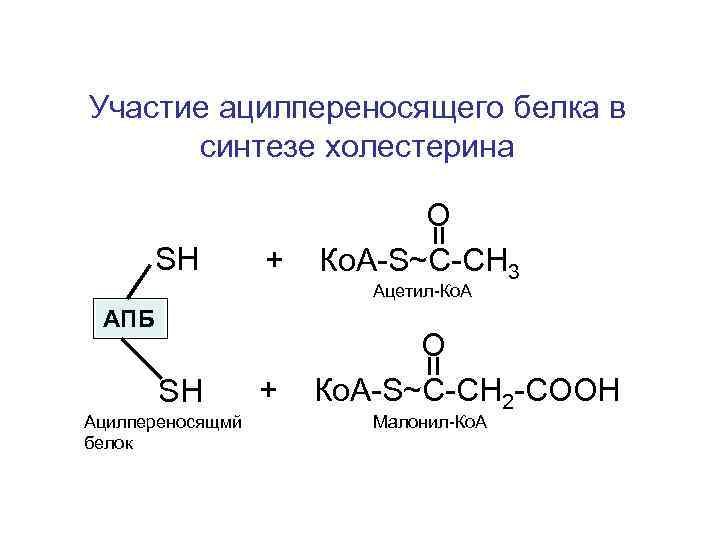 Участие ацилпереносящего белка в синтезе холестерина О SH + Ко. А-S~С-СН 3 Ацетил-Ко. А