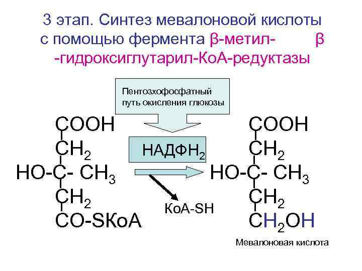  3 этап. Синтез мевалоновой кислоты с помощью фермента β-метил- β -гидроксиглутарил-Ко. А-редуктазы Пентозхофосфатный