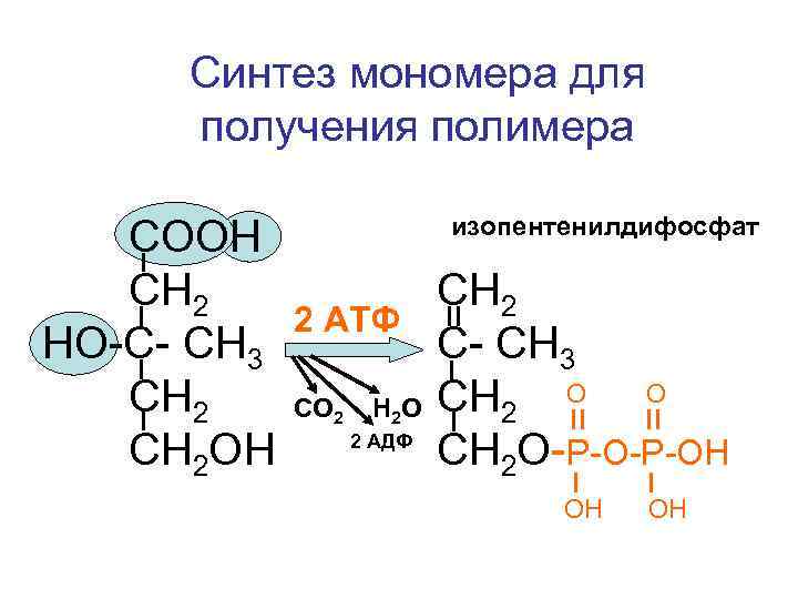 Синтез мономера для получения полимера изопентенилдифосфат СООН СН 2 2 АТФ НО-С- СН