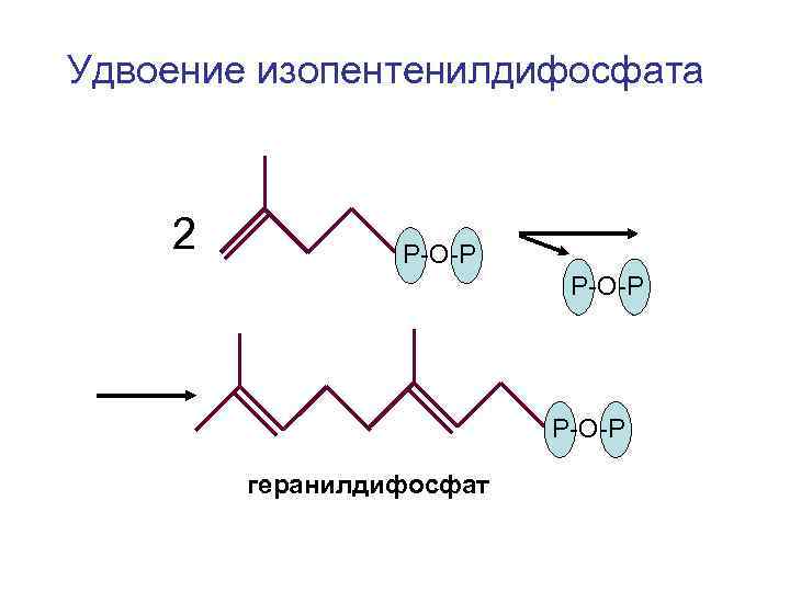 Удвоение изопентенилдифосфата 2 Р-О-Р геранилдифосфат 