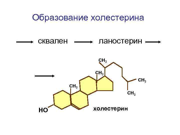 Образование холестерина сквален ланостерин СН 3 СН 3 НО холестерин 