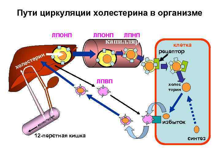 Пути циркуляции холестерина в организме ЛПОНП ЛПНП капилляр клетка рецептор и н ес тер