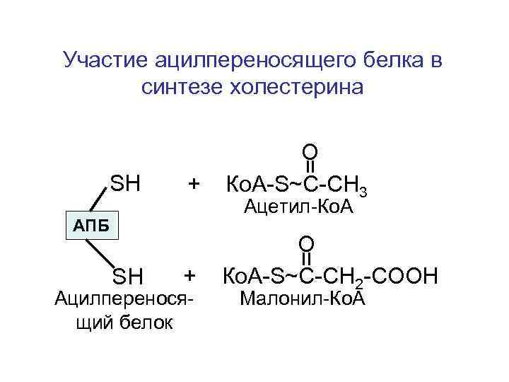 Участие ацилпереносящего белка в синтезе холестерина SH + О Ко. А-S~С-СН 3 + О
