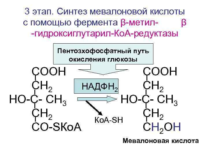 3 этап. Синтез мевалоновой кислоты с помощью фермента β-метилβ -гидроксиглутарил-Ко. А-редуктазы Пентозхофосфатный путь окисления