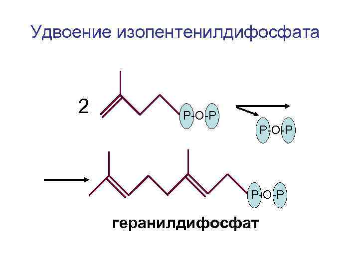Удвоение изопентенилдифосфата 2 Р-О-Р геранилдифосфат 