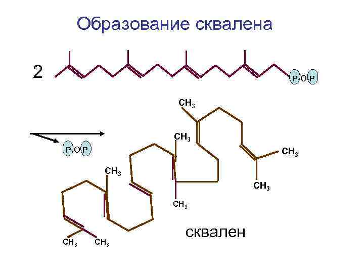 Образование сквалена 2 Р-О-Р СН 3 СН 3 сквален 