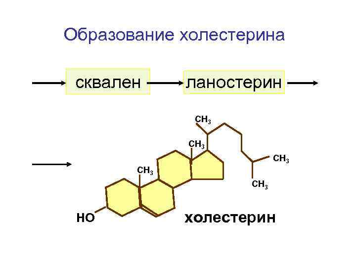 Образование холестерина сквален ланостерин СН 3 СН 3 НО холестерин 