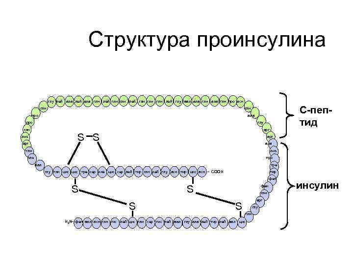 Структура проинсулина глу лей ала глн лей гли гли гли лей глу вал ала