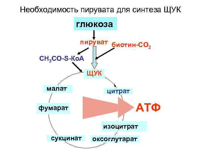 Необходимость пирувата для синтеза ЩУК глюкоза пируват биотин-СО 2 СН 3 СО-S-Ко. А ЩУК