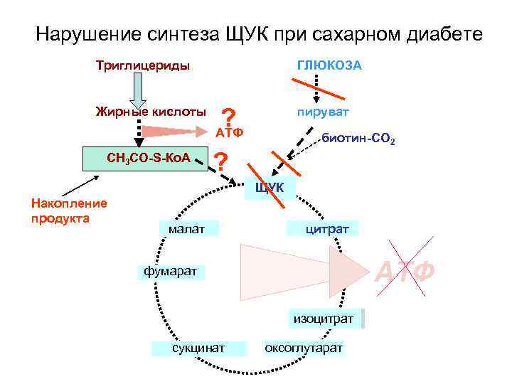Нарушение синтеза ЩУК при сахарном диабете ГЛЮКОЗА Триглицериды Жирные кислоты СН 3 СО-S-Ко. А