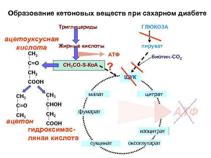 Образование глюкозы обмен