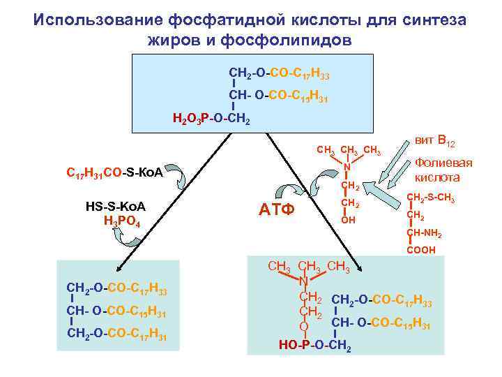 Состав фосфатидной кислоты отражается схемой