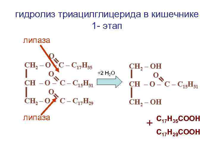 гидролиз триацилглицерида в кишечнике 1 - этап липаза О СН 2 – О –