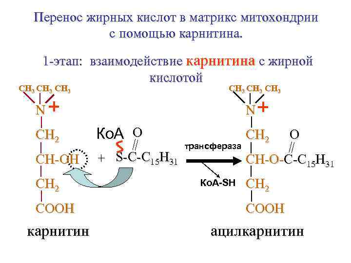 Перенос жирных кислот в матрикс митохондрии с помощью карнитина. 1 -этап: взаимодействие карнитина с
