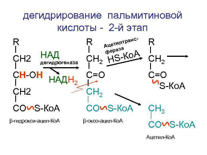 дегидрирование пальмитиновой кислоты - 2 -й этап R CН 2 R НАД дегидрогеназа нслтра