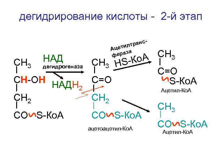 Дегидрирование кислоты. Молочная кислота ацетил COA. Ацетил КОА И спирт. Дегидрирование карбоновых кислот реакция. Дегидрирование молочной кислоты.