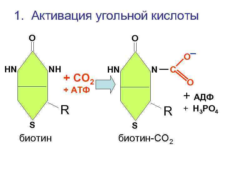 1. Активация угольной кислоты О О О НN NН + СО 2 НN N
