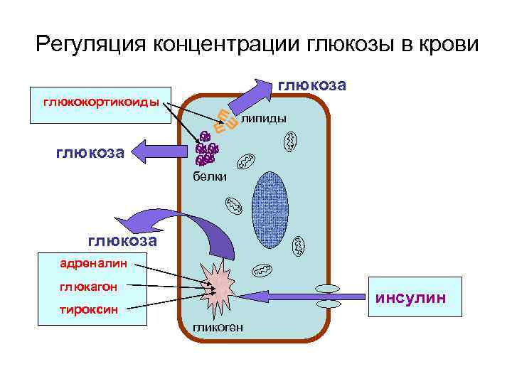 Регуляция концентрации глюкозы в крови глюкоза глюкокортикоиды липиды глюкоза белки глюкоза адреналин глюкагон инсулин