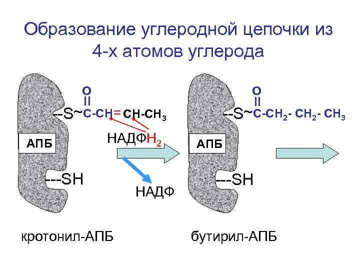 Образование углеродной цепочки из 4 -х атомов углерода О О --S~С-СН= СН-СН 3 АПБ
