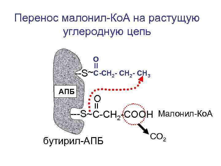 Перенос малонил-Ко. А на растущую углеродную цепь О --S~С-СН 2 - СН 3 АПБ