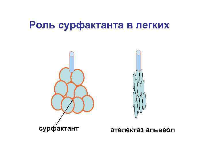 Роль сурфактанта в легких сурфактант ателектаз альвеол 