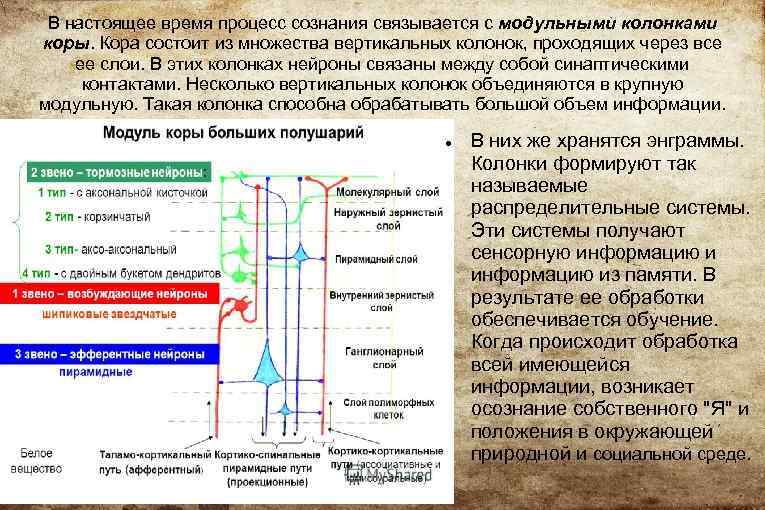 В настоящее время процесс сознания связывается с модульными колонками коры. Кора состоит из множества